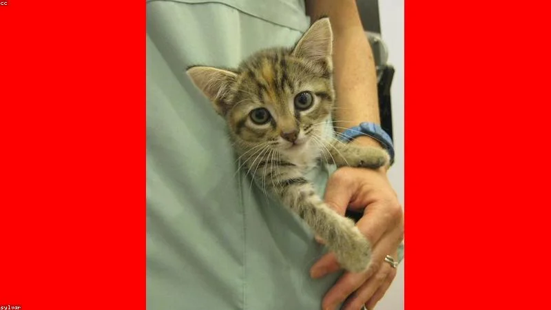When Does a Kitten Vaccination Schedule Start and Which Vaccines Are Mandatory