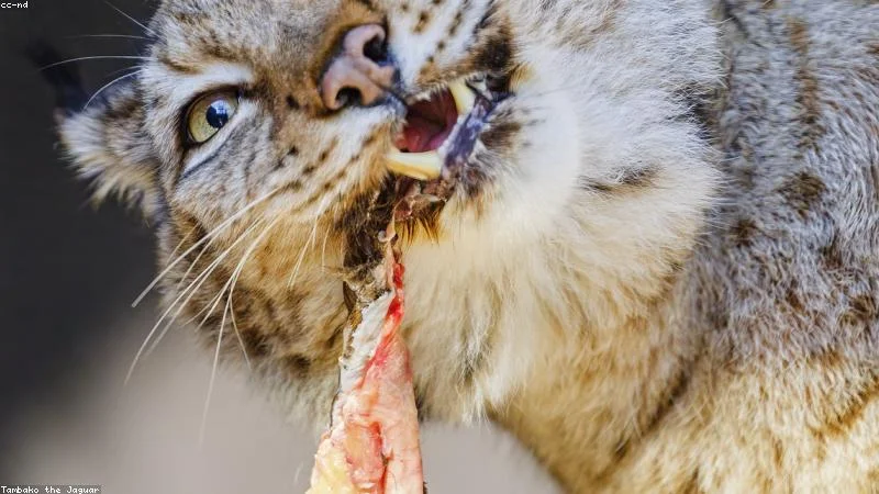 A beautiful cat sitting next to its food bowl