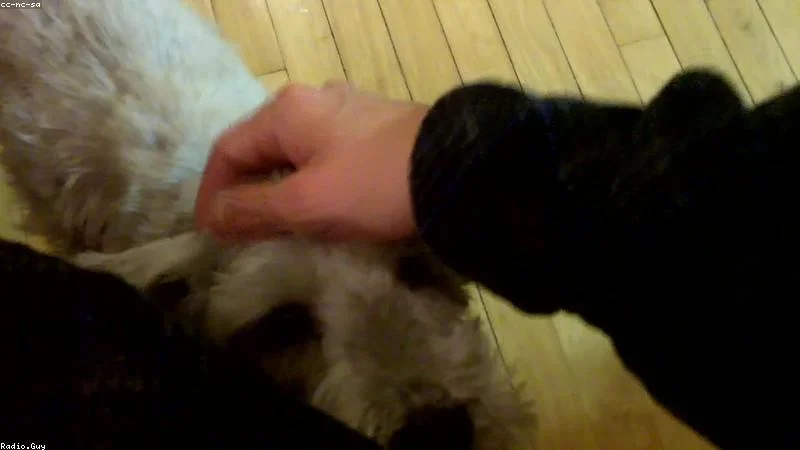 Petting dog sleep